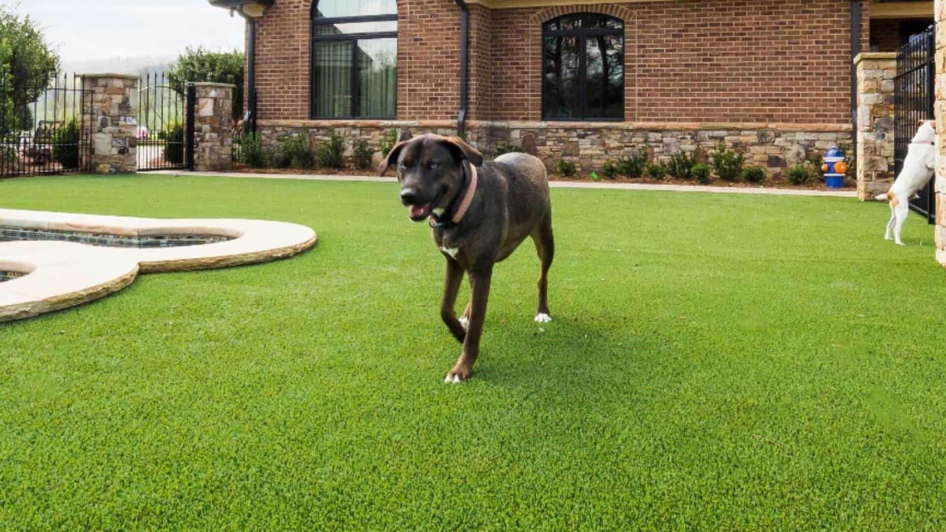Pet Friendly Artificial Turf